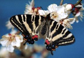 Luehdorfia japonica bred artificially